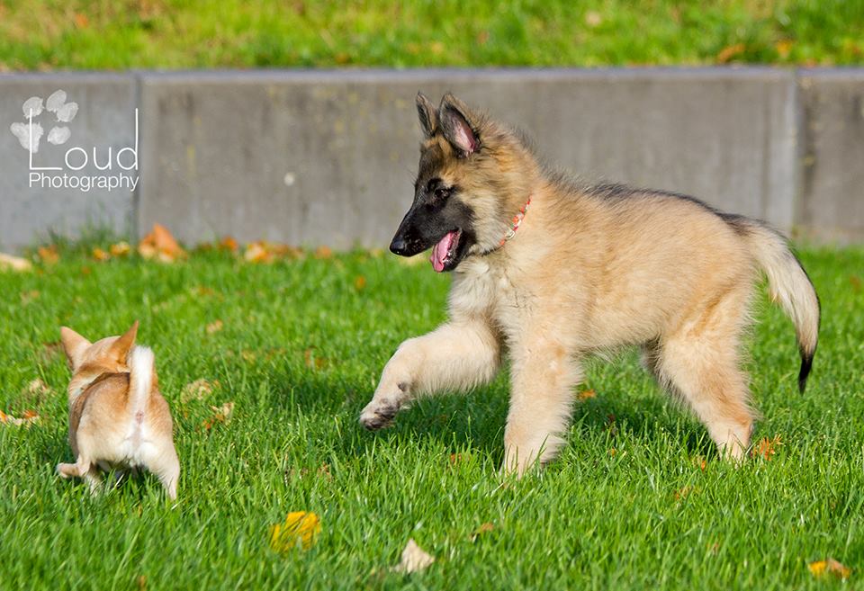 Nieuw !  Workshop Hondentaal