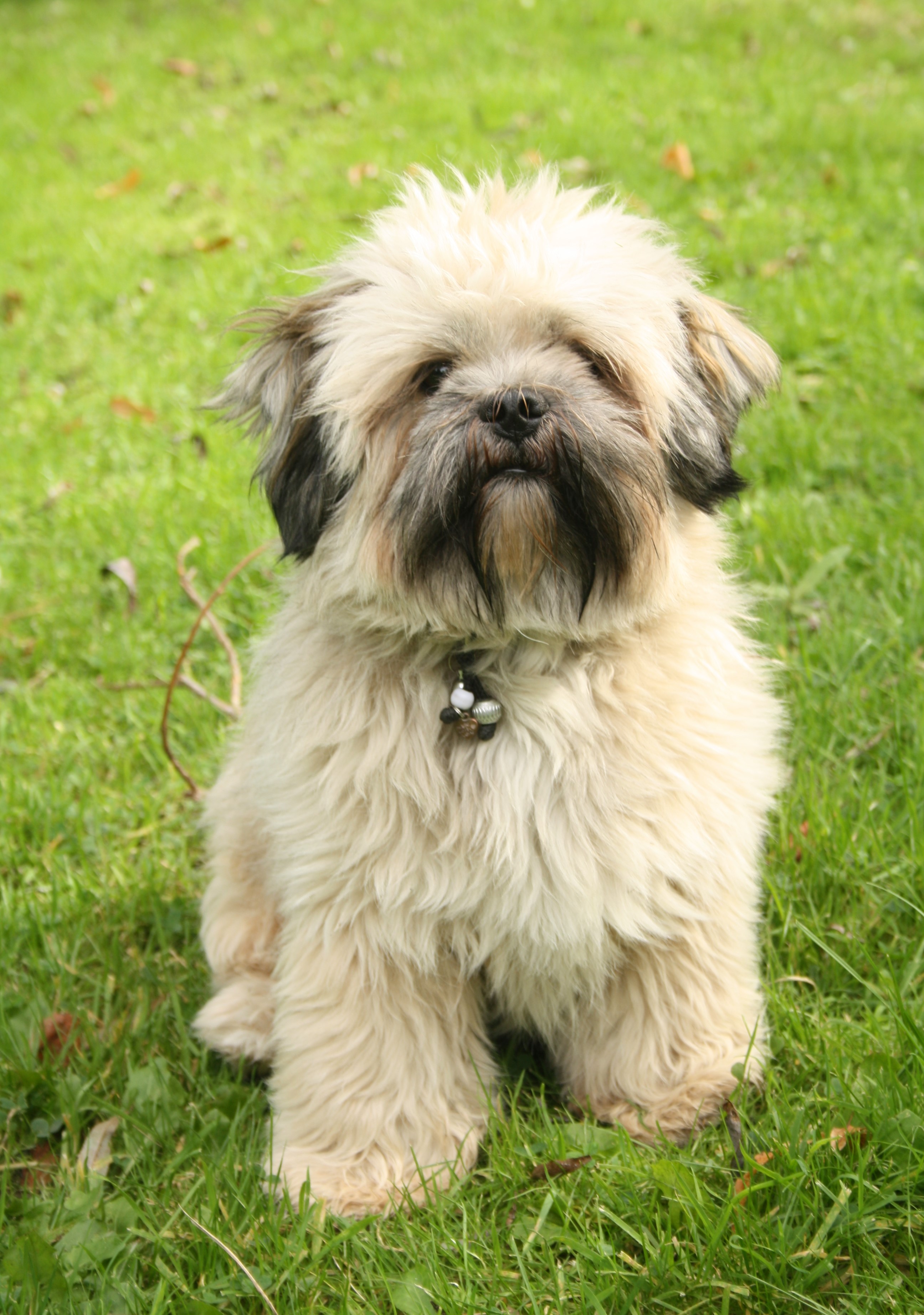 Vuurwerk en hoe uw hond te ondersteunen ?