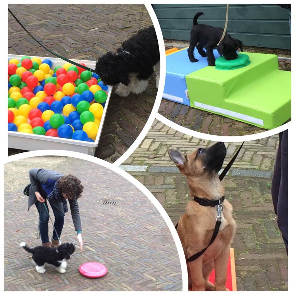 Puppytraining: kleuterschool voor honden !
