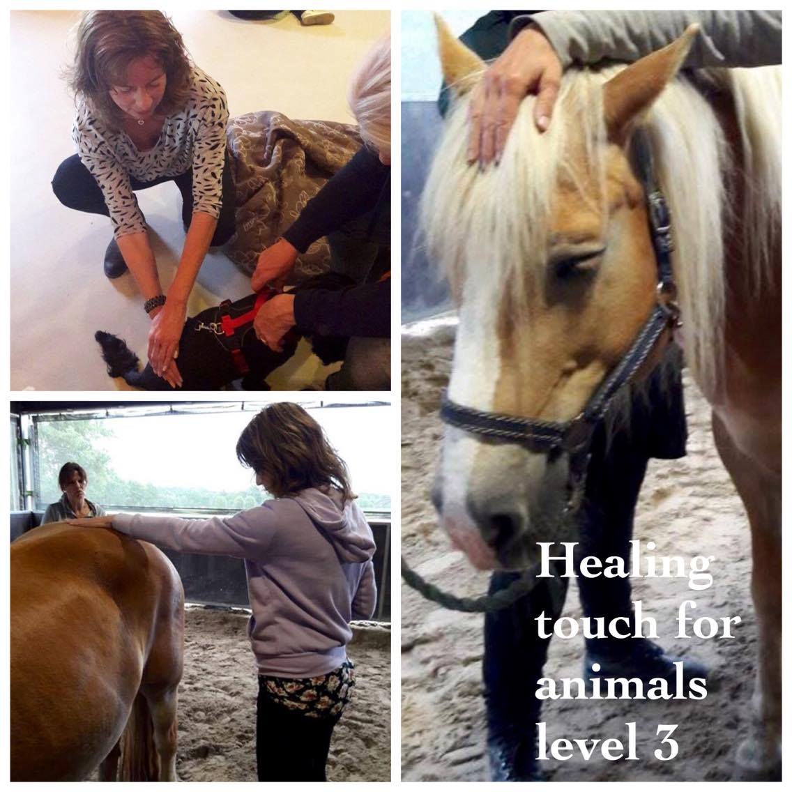 Level 3 Healing touch for animals behaald !