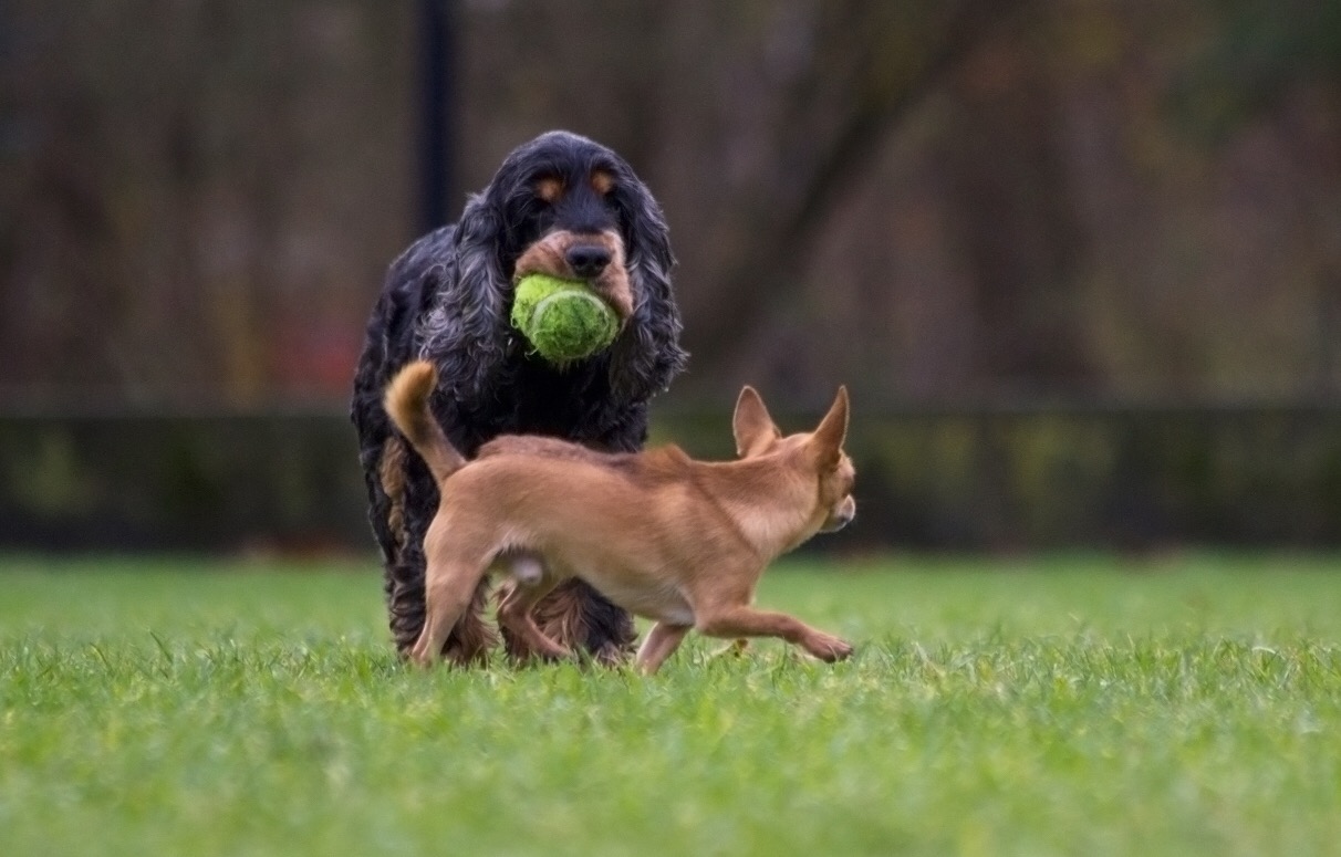 Tips voor jouw hond tijdens vuurwerk