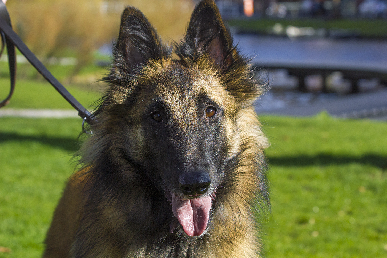 Nieuw: Balance work voor honden