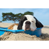 Pfff het wordt weer warm... Deze blog gaat over wat je beter wel en niet kunt doen met en voor je hond op warme zomerdagen.