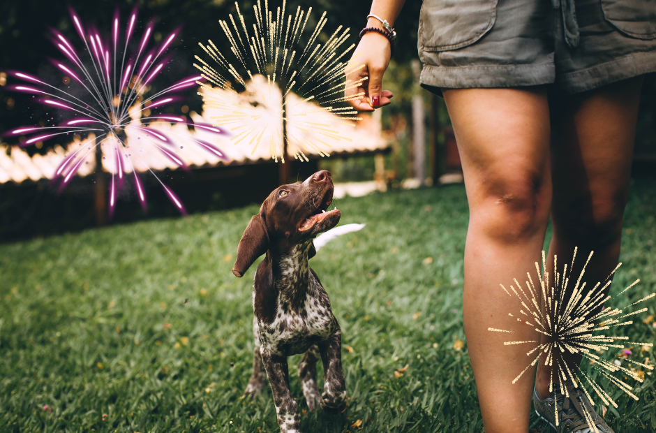 Hoe kun je jouw hond het beste begeleiden tijdens knallen en vuurwerk?