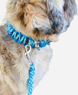 Standaard riem met halsband