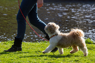 Bart op de basiscursis van de hondentraining Berbee