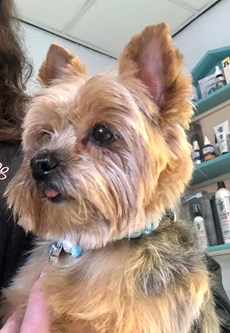 yorkshire terrier