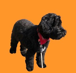 Labradoodle pup voor de 1e trimbeurt
