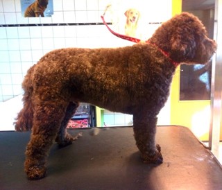 Australian labradoodle