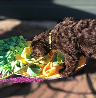 Puppy labradoodle