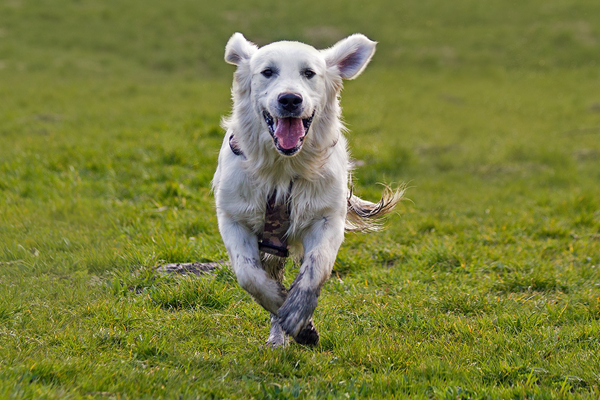 golden retriever, weglopen 