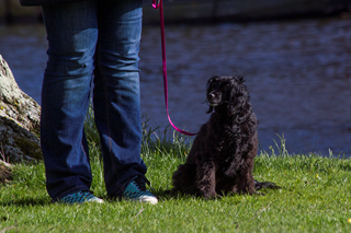 Molly op hondentraining, basiscursus